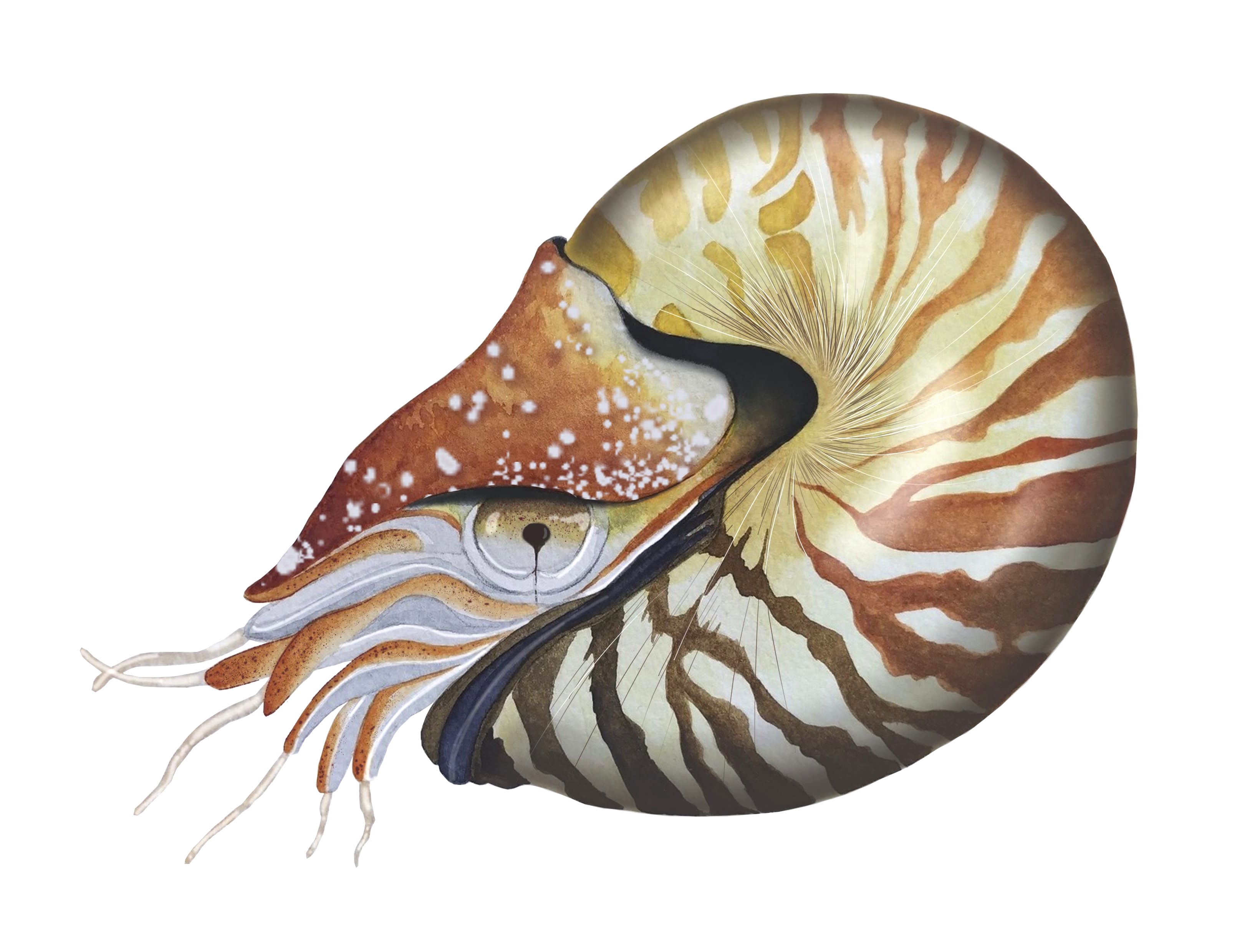 Biological Illustration